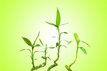 Fototapeta premium Bamboo branches against the background