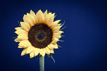 Sunflower Head Isolated on Blue Background