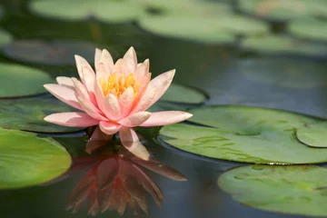 Foto auf Acrylglas Wasserlilien Lotus