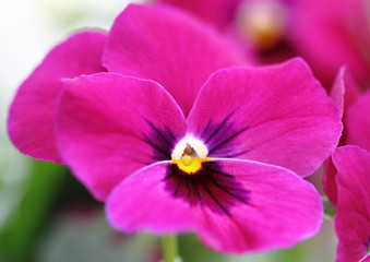 Obraz premium 濃桃色のパンジー