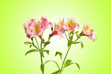 Fototapeta na wymiar Kolorowe lilie przeciwko gradient w tle