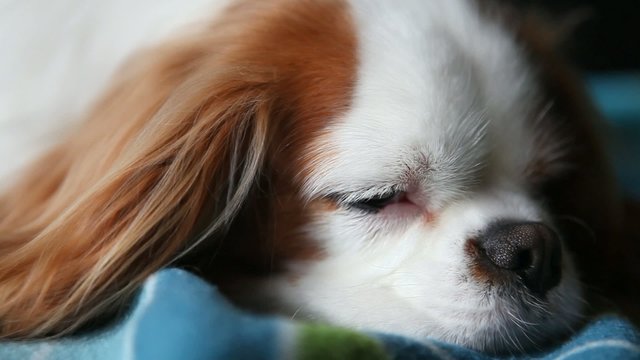 Cavalier King - riposo