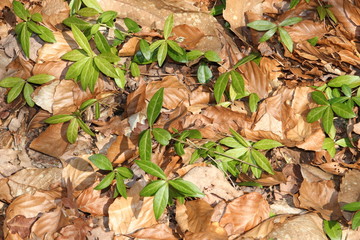 tapis de feuilles mortes.