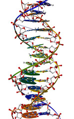 DNA macromolecule