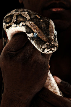 Brown Boa Constrictor in Man's Hand