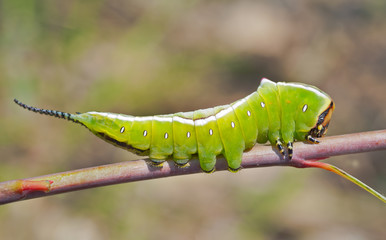 Caterpillar (Cerura erminea) 8