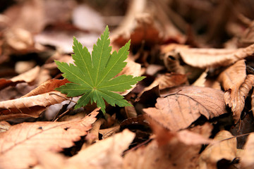 Maple　モミジ