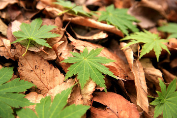 Maple　モミジ