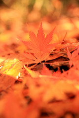 Maple　イロハモミジ