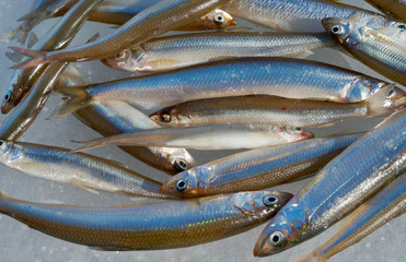 Fototapeta premium Fresh fishes 21