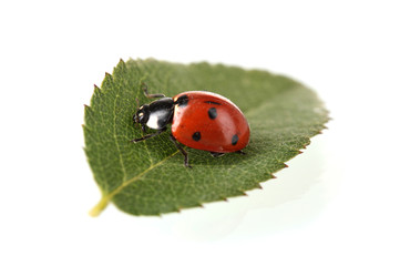 Obraz premium Ladybug on green leaf isolated on white