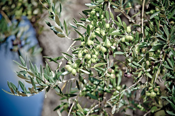 olive