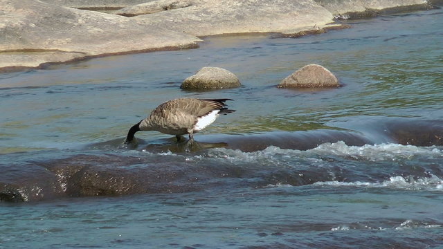 Canadian goose fishing