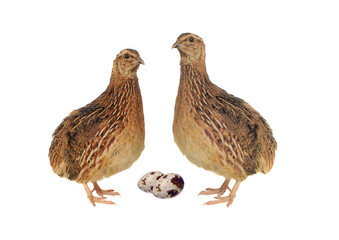 quail