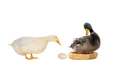 ducks