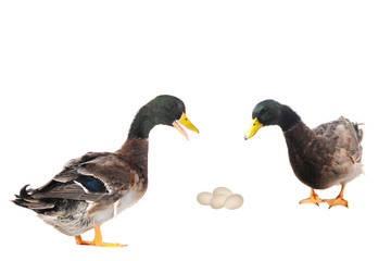 ducks