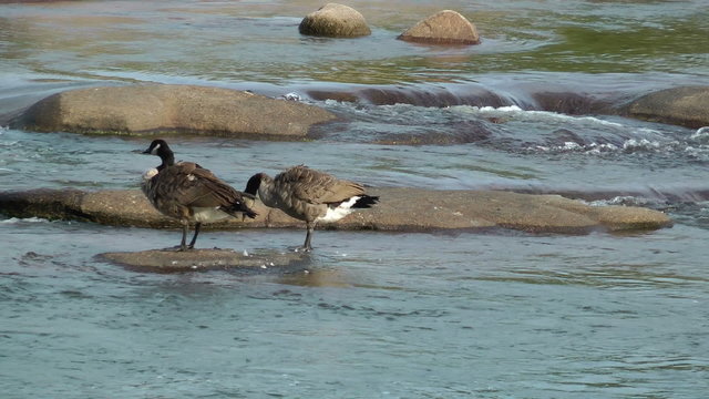 Geese pair