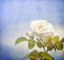 White rose and blue sky texture