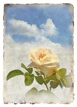Rose and sky, vintage background isolated