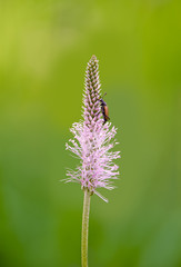 Fototapeta premium Fiore e Insetto