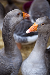 Canard, oies, marché, foie gras, volaille, animal, groupe