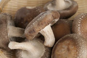 生シイタケ