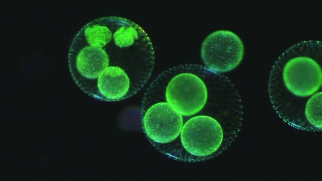 Volvox aureus - Tochterkolonien - Dunkelfeld