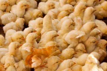Large Group of Baby Chicks