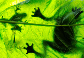 Frog resting on a leaf