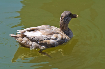 Duck swimming in lake water.