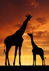Fototapeta na wymiar Dwie żyrafy w zachodzie słońca