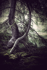 Fototapeta premium Trees with moss