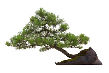 Fotobehang Bonsai Mini dennenbonsaiboom  © Oddpal