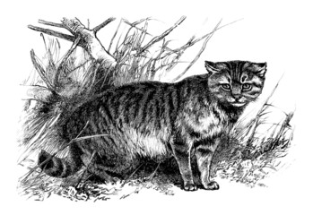 Wild Cat © Erica Guilane-Nachez