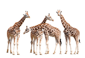 giraffes isolated