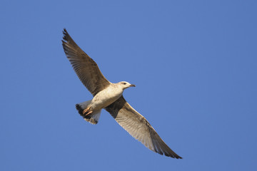 Yellow-legged Gull juvenile (Larus michahellis)