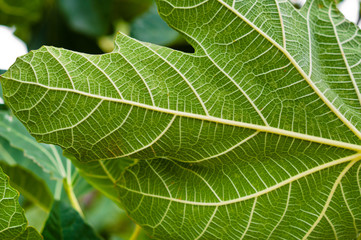 Green leaf closeup with veins