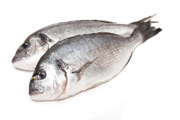 gilt-head (sea) bream fish on a white studio background.