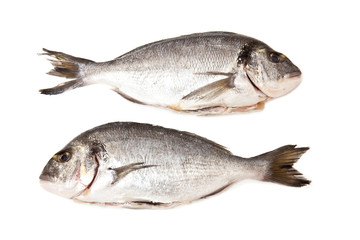 Fototapeta premium gilt-head (sea) bream on a white studio background.