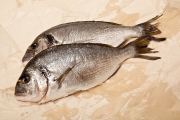 gilt-head (sea) bream (Sparus aurata) fish