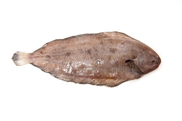 Dover sole fish whole on a white studio background.