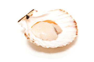 scallop raw in fan shaped shell.