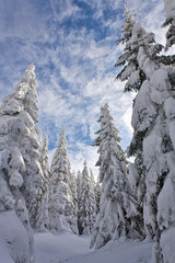 snowy pine forest