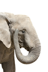 elephant isolated white