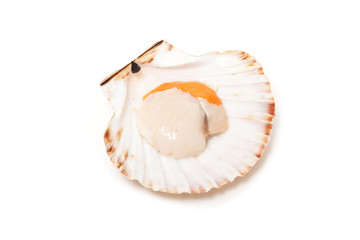 scallop raw in  shell isolated on a white background.