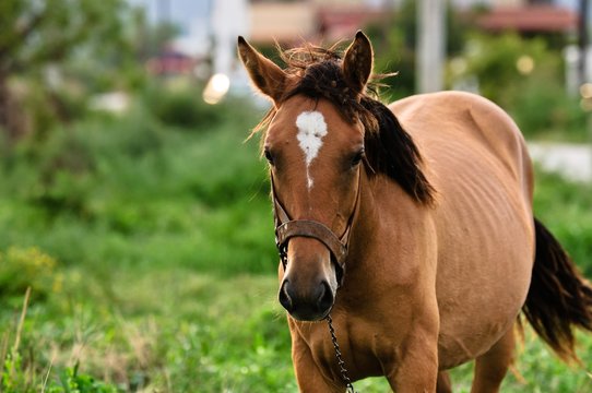Closeup photo of a young horse against green background