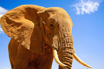 Bull elephant against blue sky