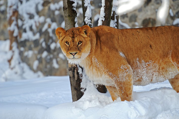 Lions in winter