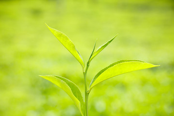 Fototapeta premium Fresh green tea leaf