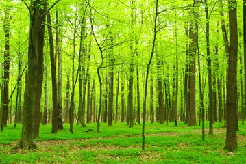 Gardinen forest © photolink